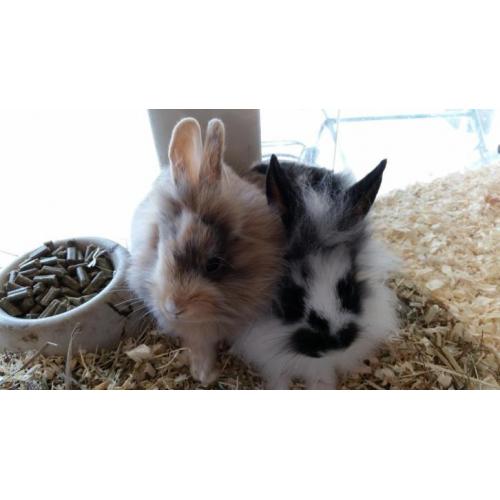 Jonge / baby konijntjes