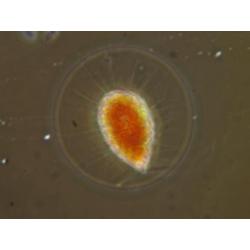 Hoge resolutie microfoto's voor occasiemicroscoopboeren