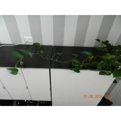 IKEA Wandmeubel / TV kast