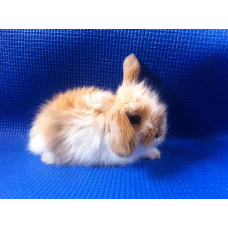 Dwerg Hangoortjes x Teddy Widder mooi en tam (Rabbit Ranch)