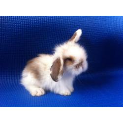 Dwerg Hangoortjes x Teddy Widder mooi en tam (Rabbit Ranch)