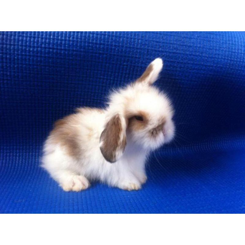 Dwerg Hangoortjes x Teddy Widder mooi en tam (Rabbit Ranch)