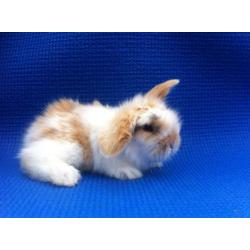 Dwerg Hangoortjes x Teddy Widder mooi en tam (Rabbit Ranch)