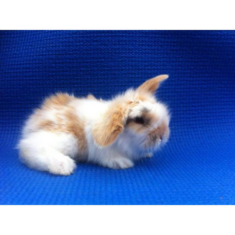 Dwerg Hangoortjes x Teddy Widder mooi en tam (Rabbit Ranch)