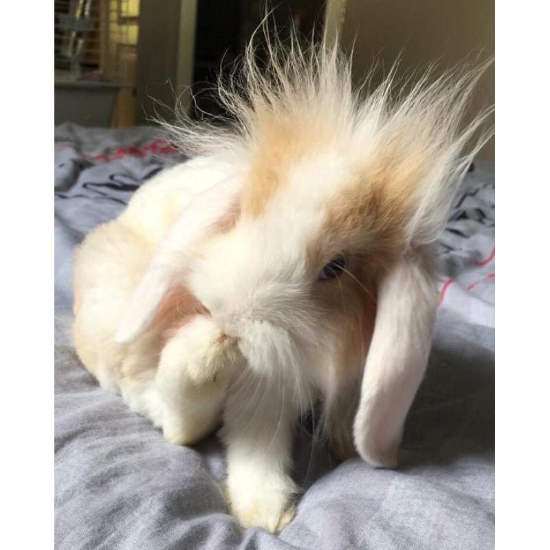 Super lief hangoorkonijn dwerg konijn
