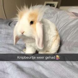 Super lief hangoorkonijn dwerg konijn