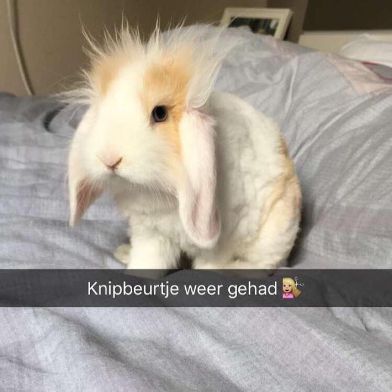 Super lief hangoorkonijn dwerg konijn