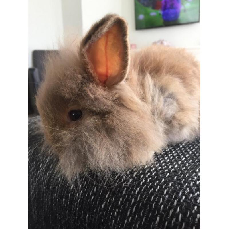 Lief baby konijntje zoekt nieuw huis