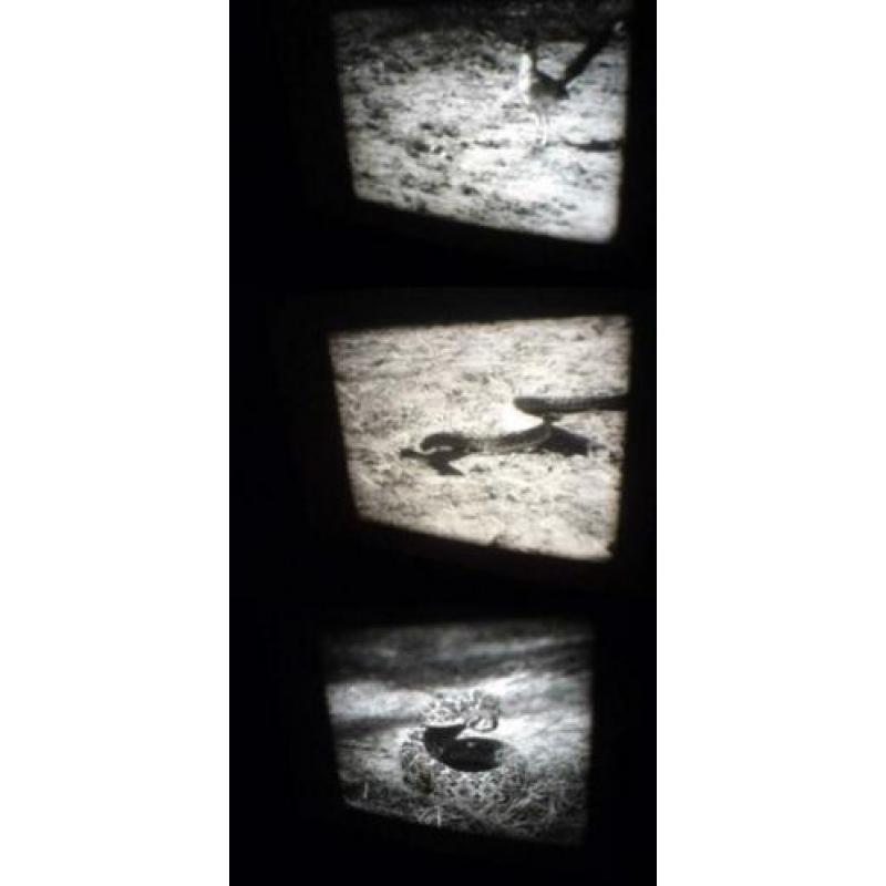 x 16mm film Cobra in Gevecht - silent zw/w - 30mtr