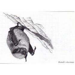 Broekhuizen, S. - Atlas van Nederlandse zoogdieren (1992)