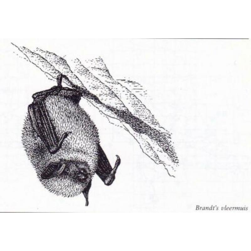 Broekhuizen, S. - Atlas van Nederlandse zoogdieren (1992)