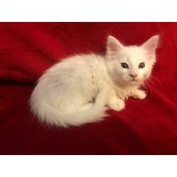 maine coon kittens met stamboom