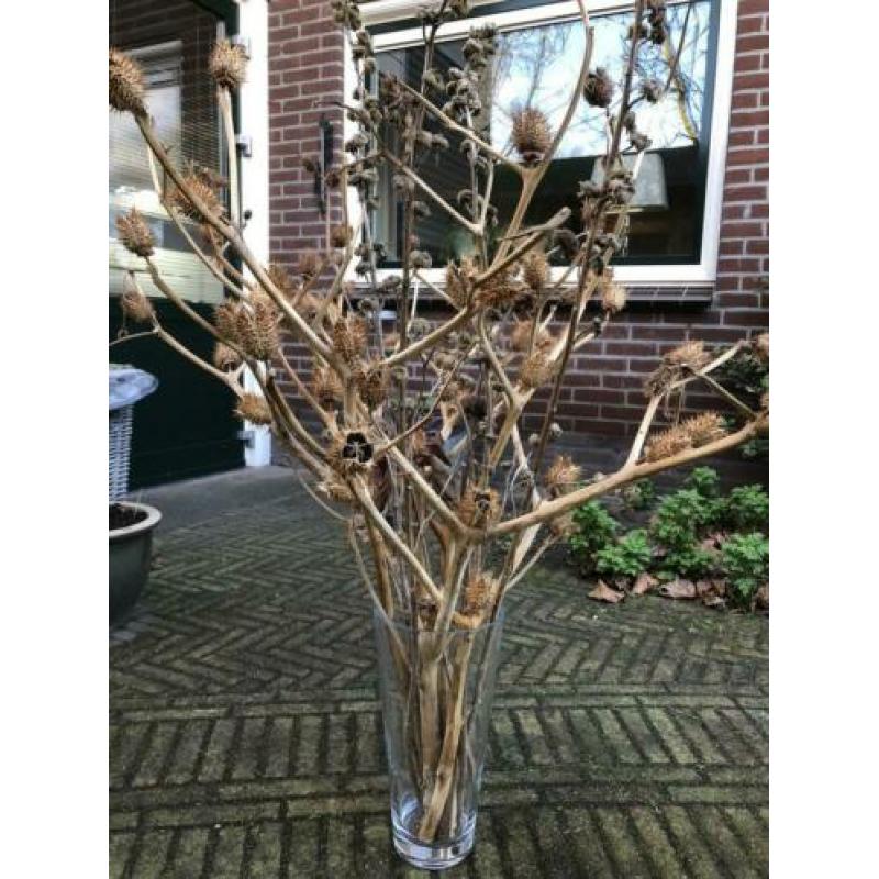 Decoratieve takken