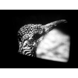 x 16mm film Cobra in Gevecht - silent zw/w - 30mtr