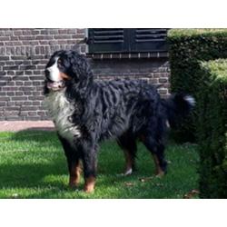 Berner sennen pups verwacht met stamboom ouders hda/ ed vrij