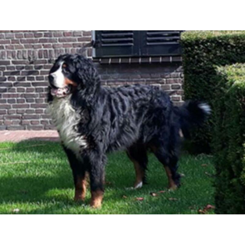 Berner sennen pups verwacht met stamboom ouders hda/ ed vrij