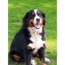 Berner sennen pups verwacht met stamboom ouders hda/ ed vrij