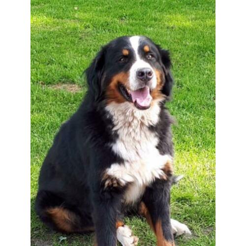 Berner sennen pups verwacht met stamboom ouders hda/ ed vrij
