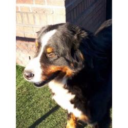 Berner sennen pups verwacht met stamboom ouders hda/ ed vrij