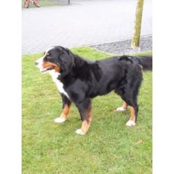 Berner sennen pups verwacht met stamboom ouders hda/ ed vrij