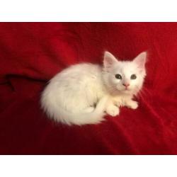 maine coon kittens met stamboom