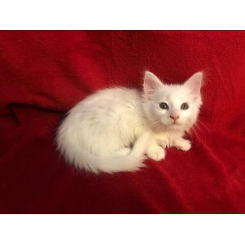 maine coon kittens met stamboom
