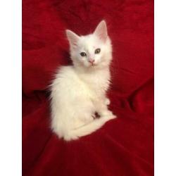 maine coon kittens met stamboom