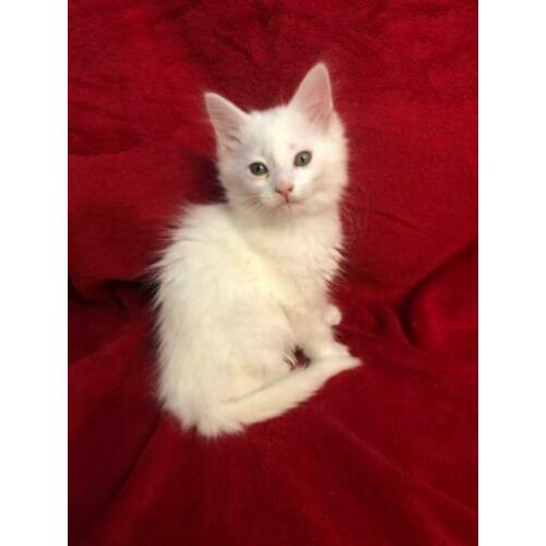 maine coon kittens met stamboom