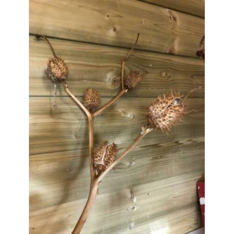 Decoratieve takken
