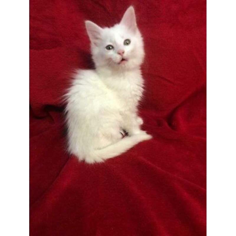 maine coon kittens met stamboom