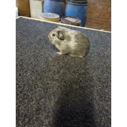 Cavia's gladhaar zilver agouti (raszuiver)