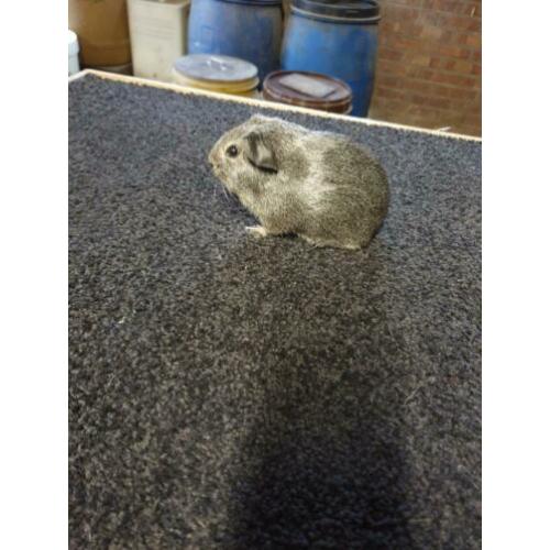 Cavia's gladhaar zilver agouti (raszuiver)