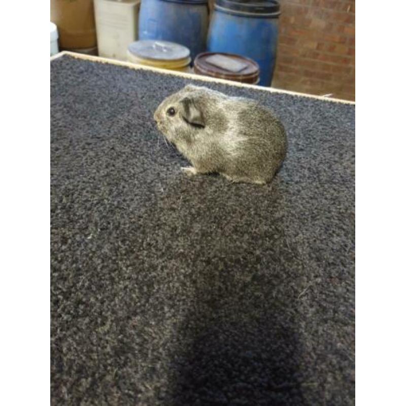 Cavia's gladhaar zilver agouti (raszuiver)