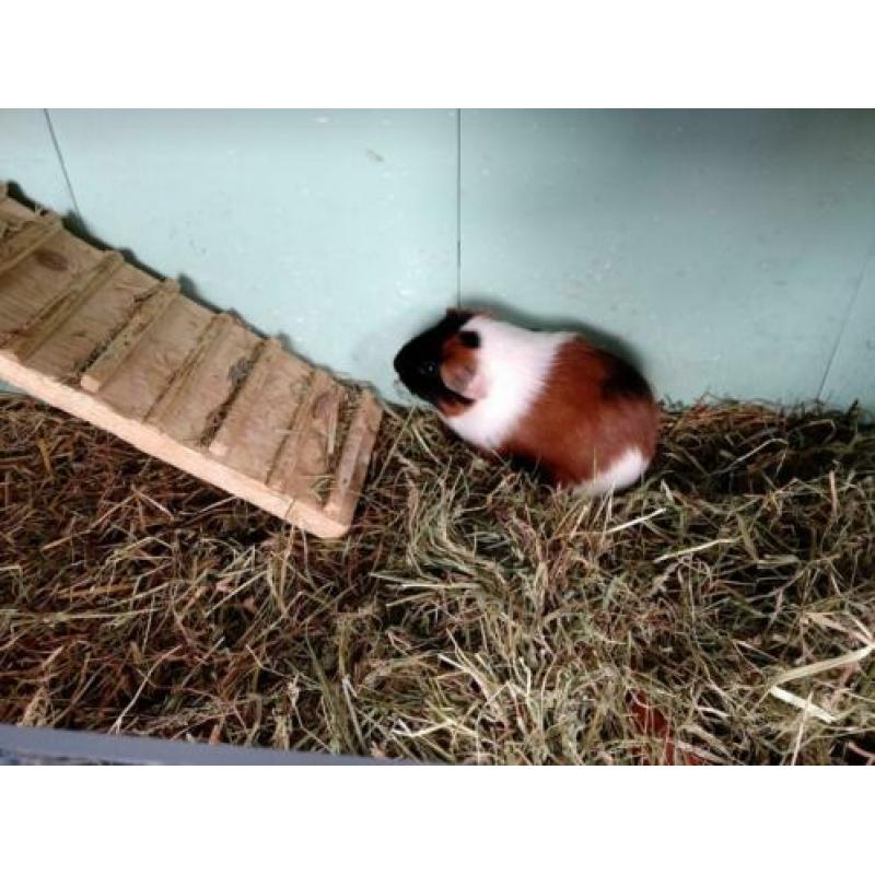 Leuke jonge 3kleurcavia zeugje