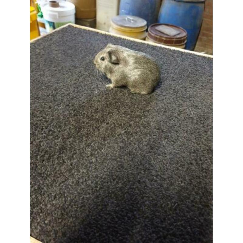 Cavia's gladhaar zilver agouti (raszuiver)