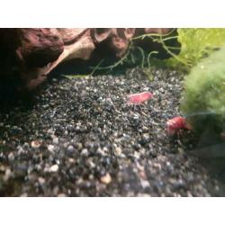 Uitgeselecteerde red sakura garnalen.