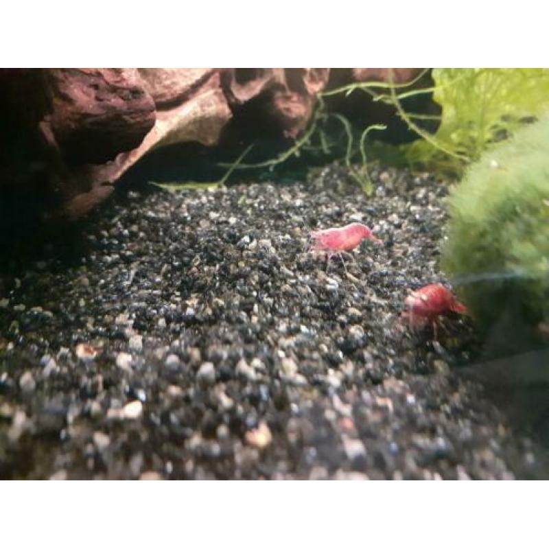 Uitgeselecteerde red sakura garnalen.