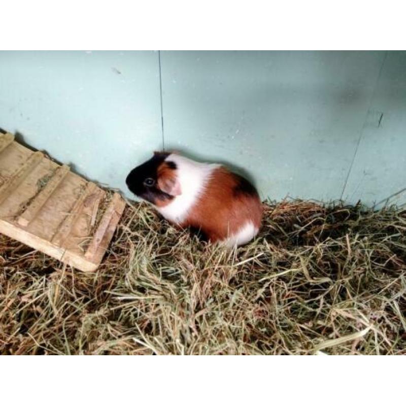 Leuke jonge 3kleurcavia zeugje