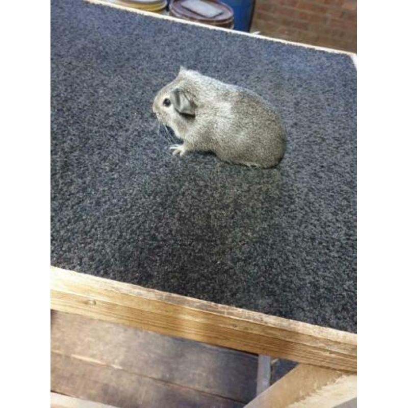Cavia's gladhaar zilver agouti (raszuiver)