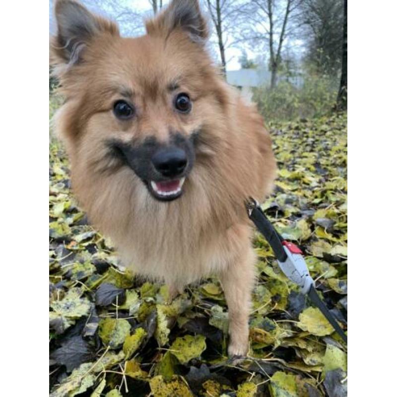 Keeshond te koop