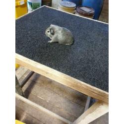 Cavia's gladhaar zilver agouti (raszuiver)