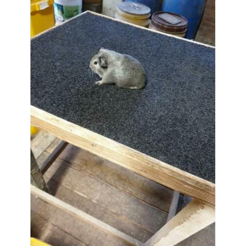 Cavia's gladhaar zilver agouti (raszuiver)
