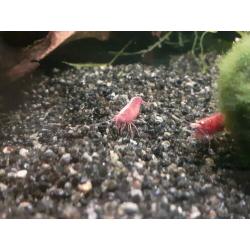 Uitgeselecteerde red sakura garnalen.
