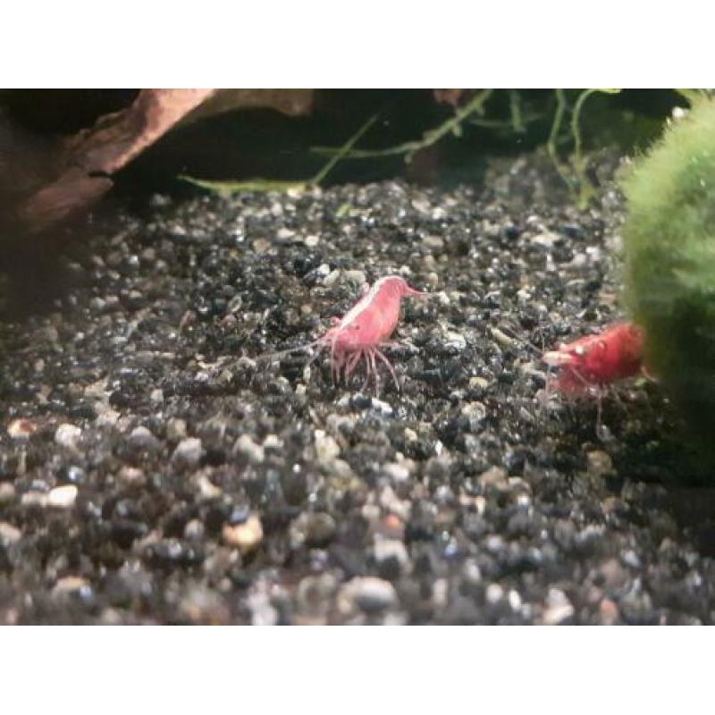 Uitgeselecteerde red sakura garnalen.