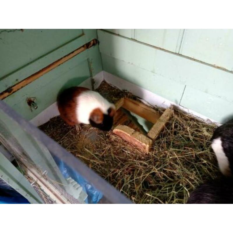 Leuke jonge 3kleurcavia zeugje