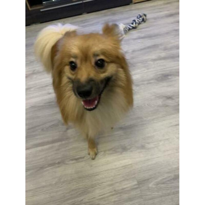 Keeshond te koop
