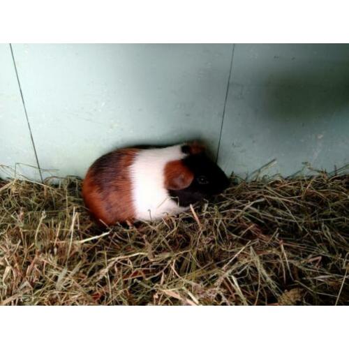 Leuke jonge 3kleurcavia zeugje
