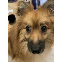Keeshond te koop