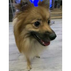 Keeshond te koop