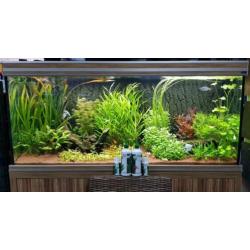 Aquarium plantenvoeding Colombo